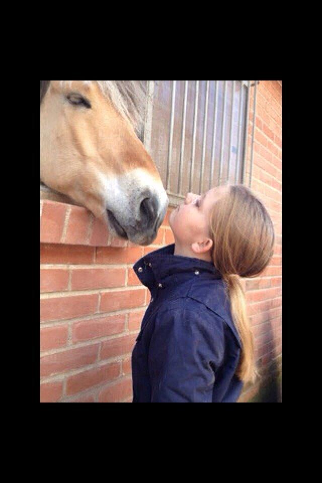 Fjordhest Nicolai (gamle part) billede 18