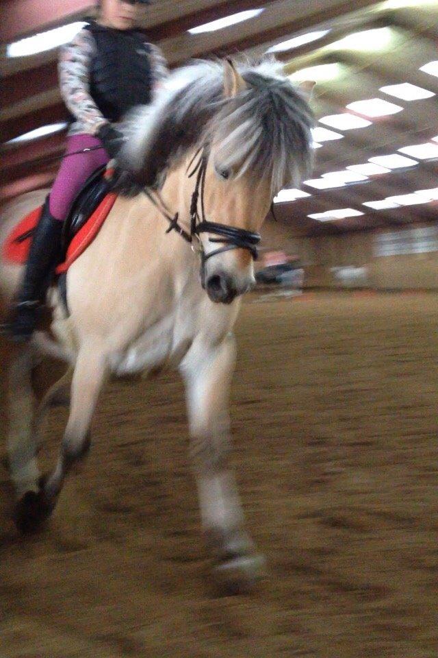 Fjordhest Nicolai (gamle part) billede 13