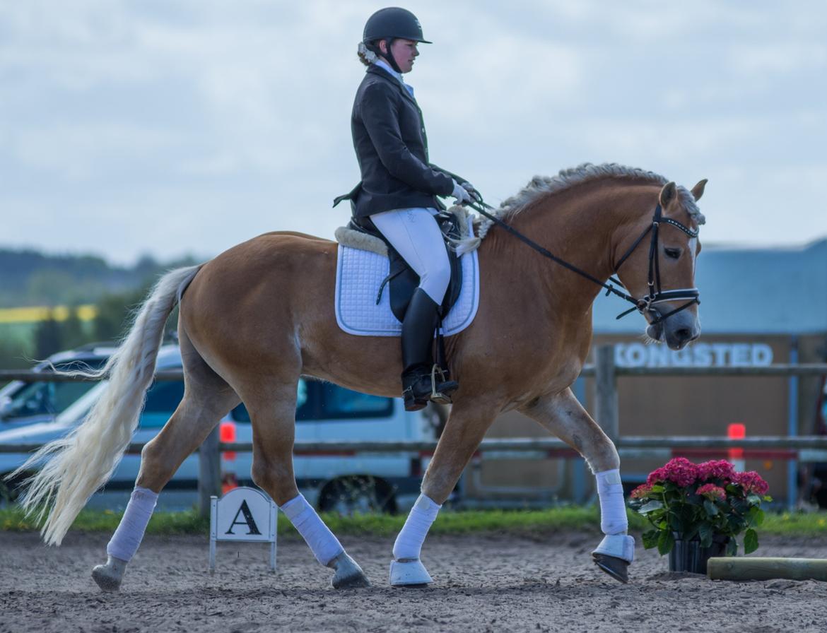 Tyroler Haflinger Stallone af Elghuset *AVLSHINGST* - Han's andet stævne. billede 4
