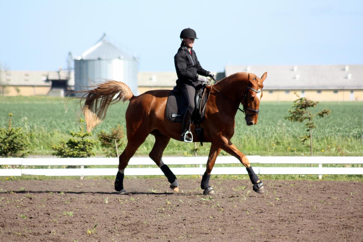 Dansk Varmblod Stidsholts Brad - 26. maj 2015 billede 19