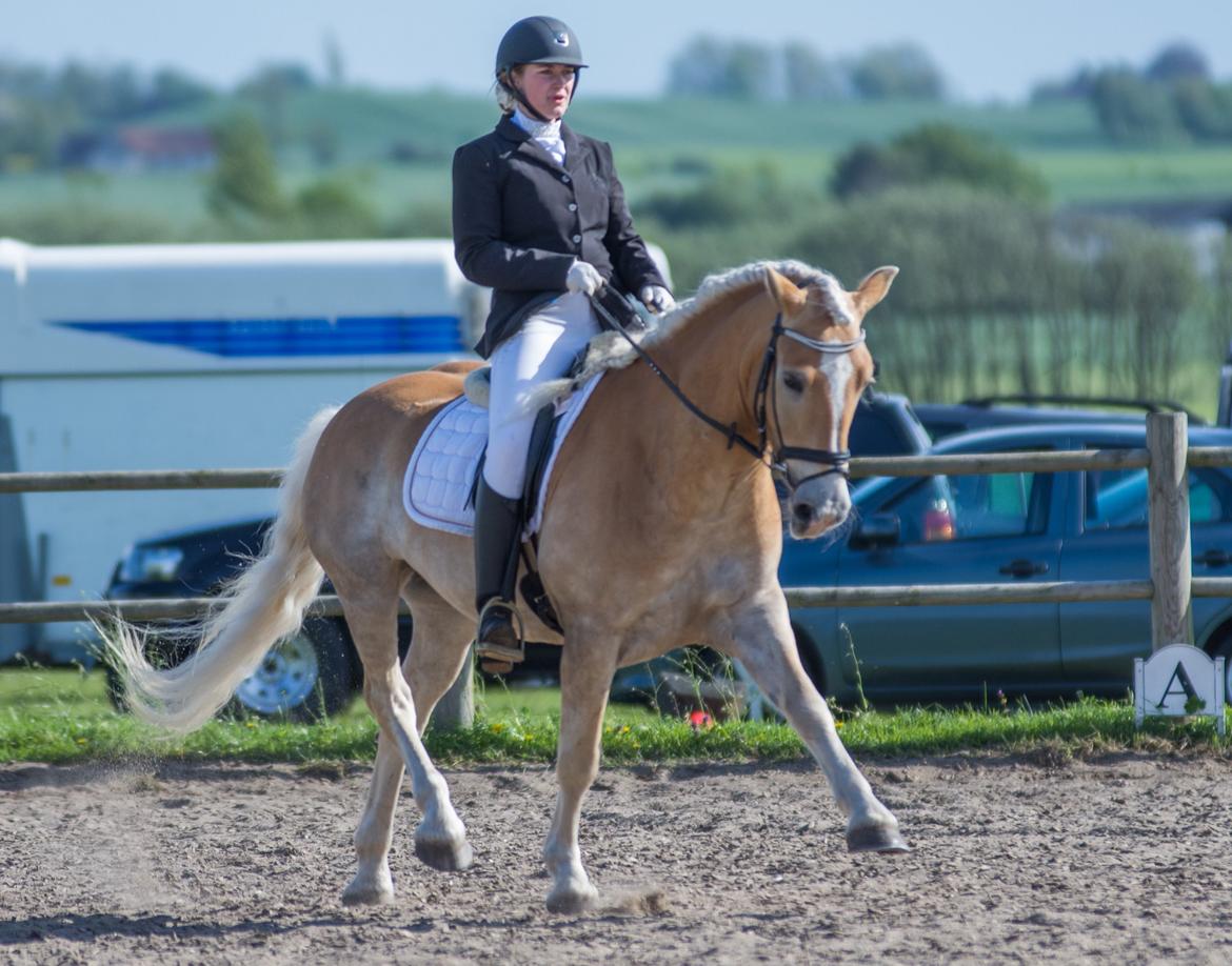 Tyroler Haflinger Elghuset's why not - HSDK stævne Sjælland, 1 plads i LA4, Maj 2015. billede 6