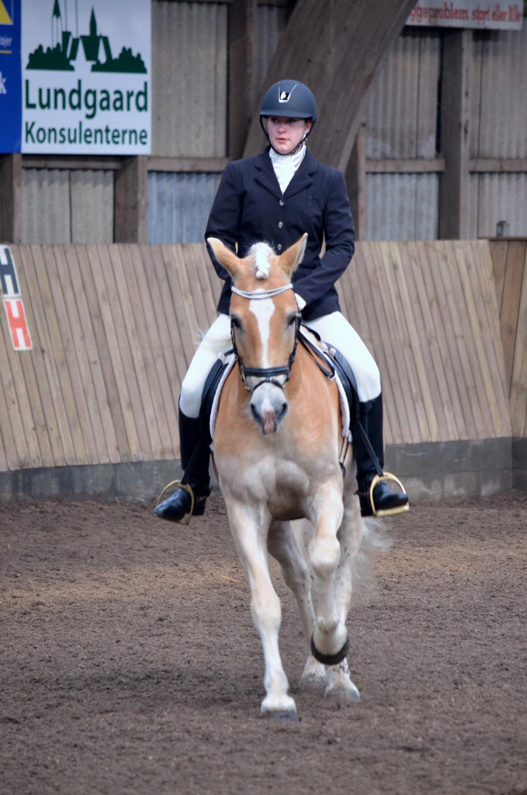 Tyroler Haflinger Elghuset's why not - HSDK stævne Syd, 1 plads i LA2, April 2015. billede 8