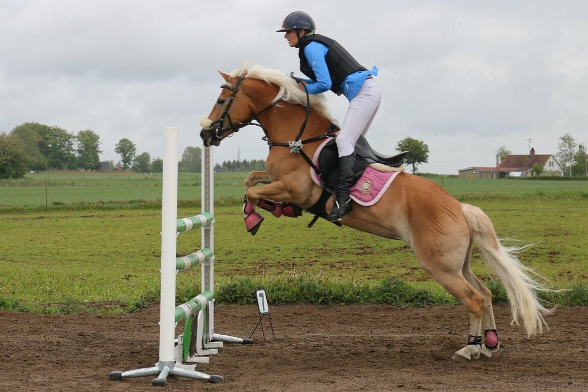 Haflinger Bella i cypressegård - Hallelev d. 25-05-15 LA* HEST 115 cm fejlfri billede 7