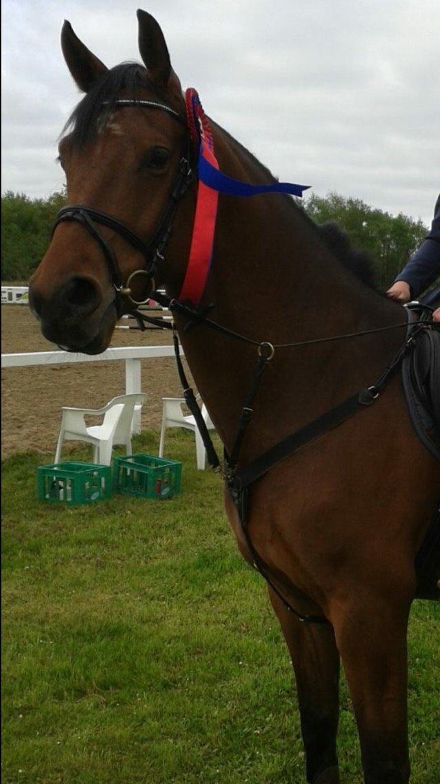 Dansk Varmblod Lacor HH (Solgt) billede 18