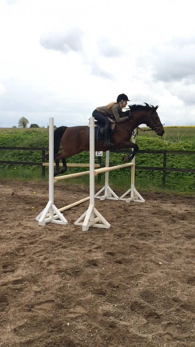 Hollandsk Sportspony Apollo billede 19