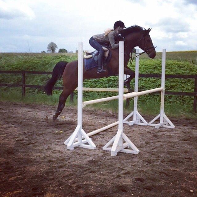 Hollandsk Sportspony Apollo billede 20