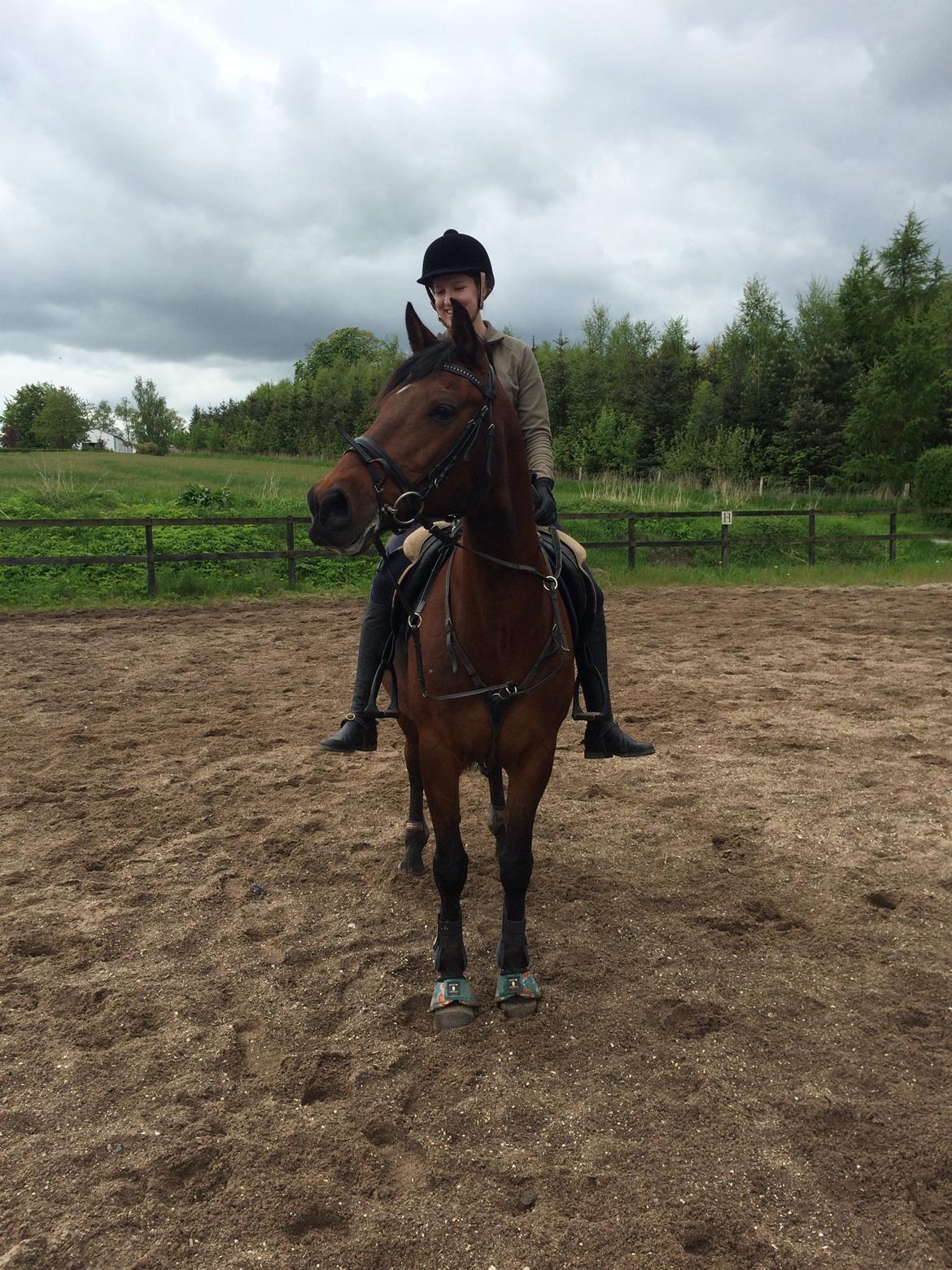 Hollandsk Sportspony Apollo billede 18