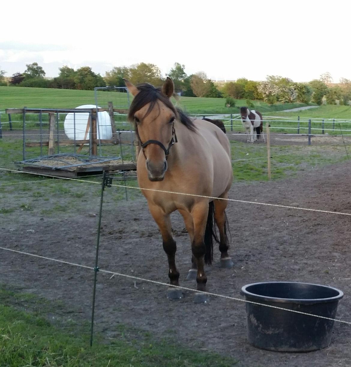 Anden særlig race Lille Kalle billede 5