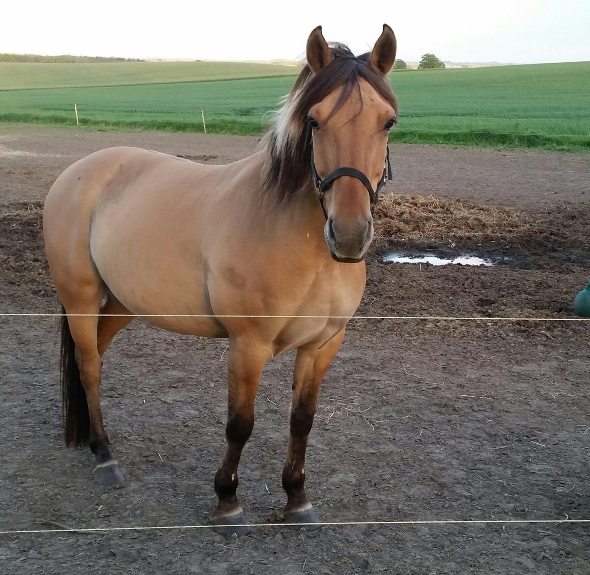 Anden særlig race Lille Kalle billede 1