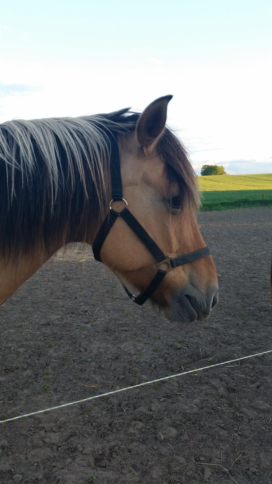 Anden særlig race Lille Kalle billede 2