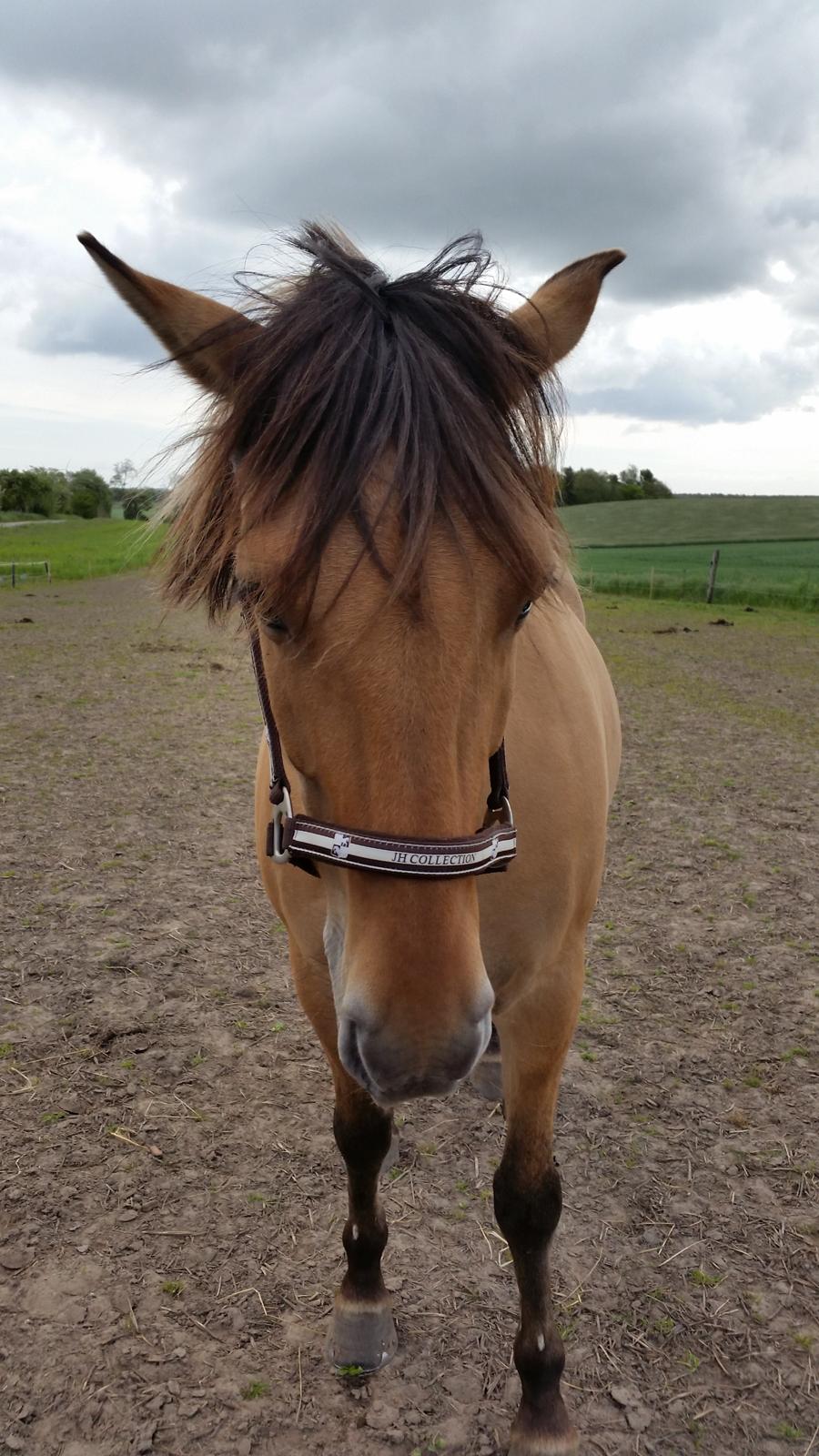 Anden særlig race Lille Kalle billede 3
