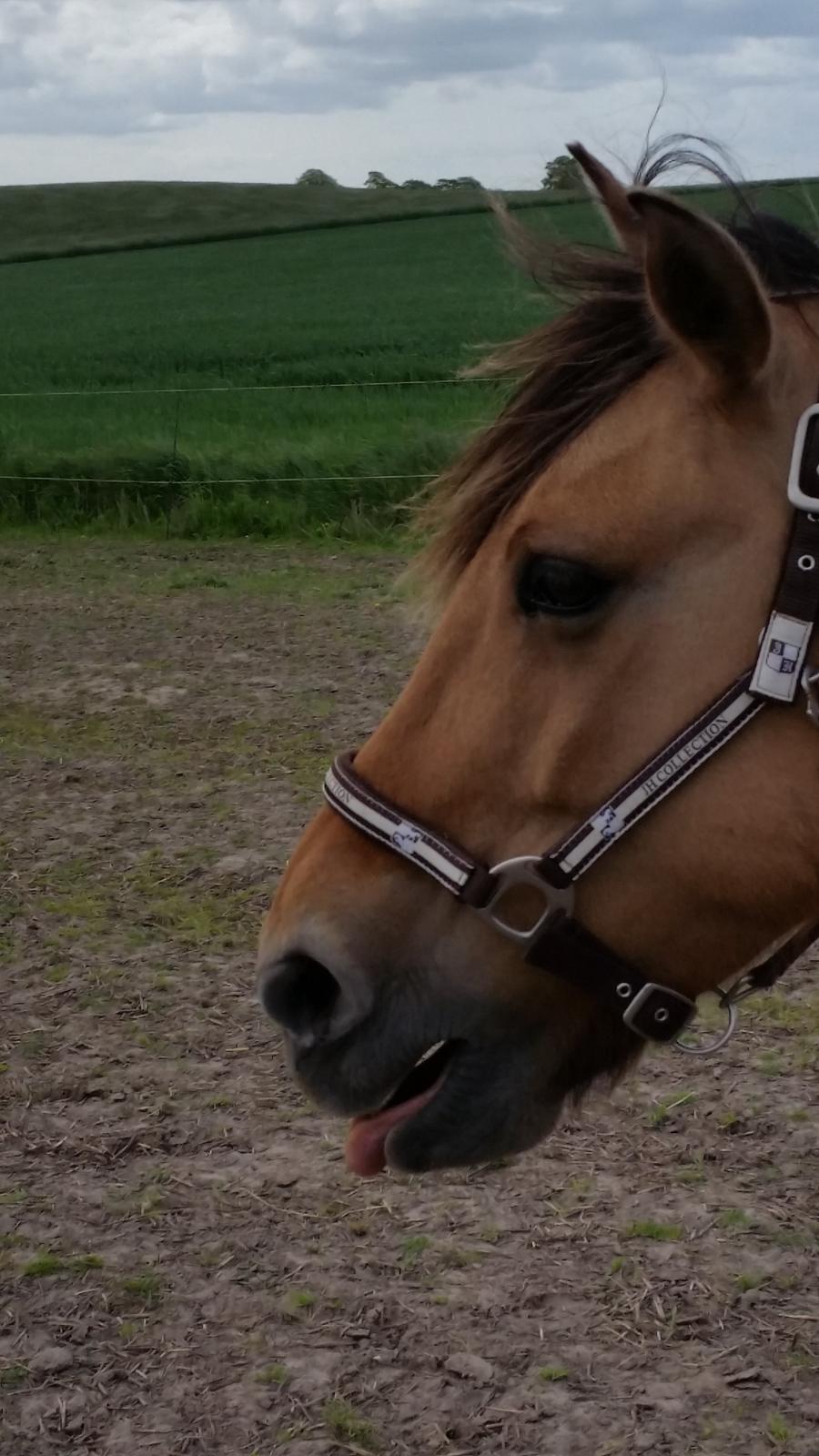 Anden særlig race Lille Kalle billede 6