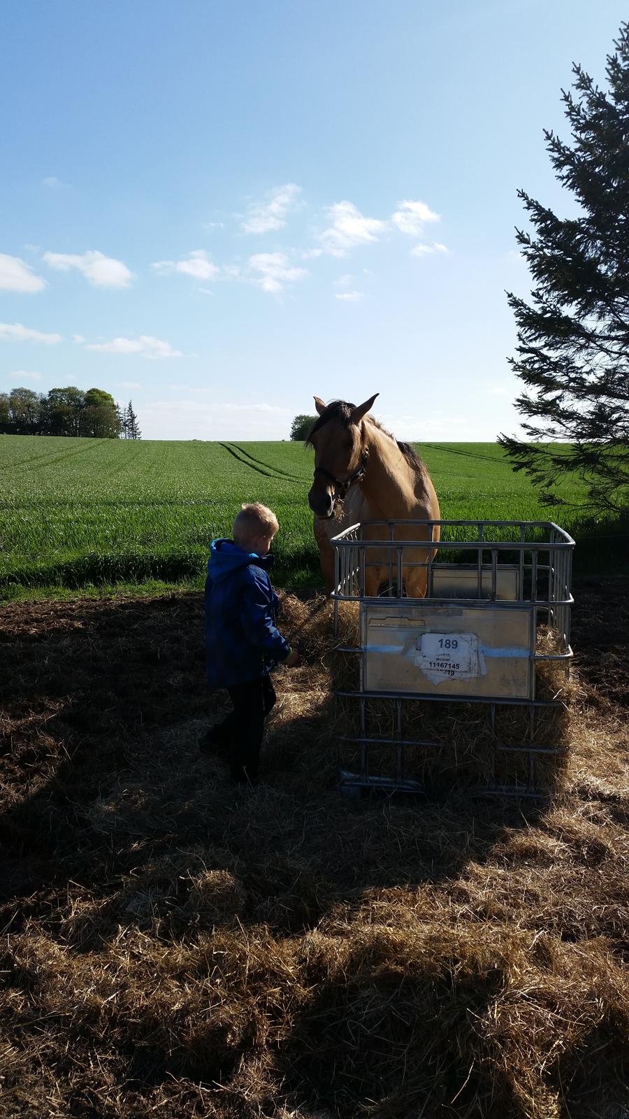 Anden særlig race Lille Kalle billede 4