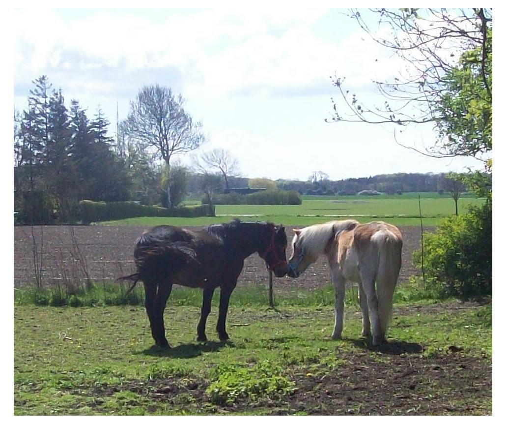Tyroler Haflinger Nuser. - Det sidste billede af Nuser, inden han sov stille ind. billede 20