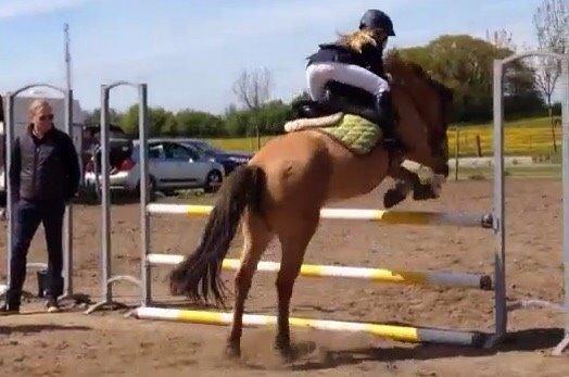 Anden særlig race Maude af mølleagergård - stævne p THOR billede 2