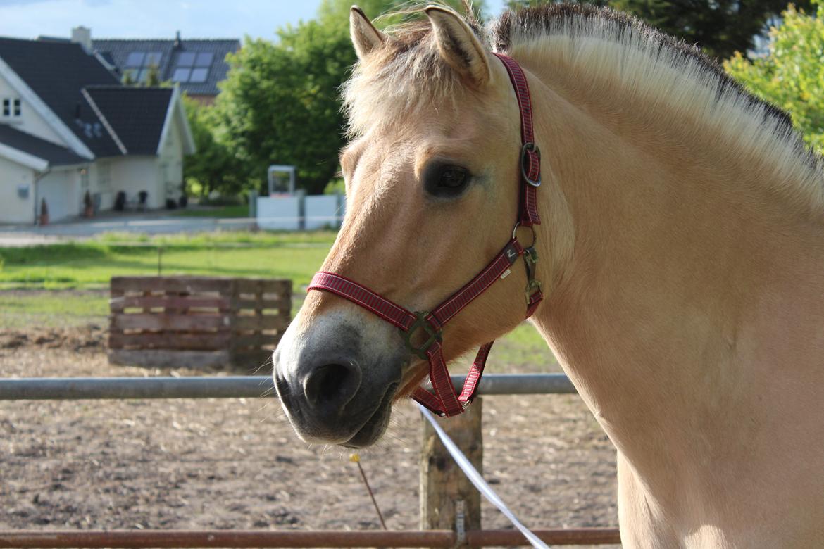 Fjordhest Sif (pony) ¤my soulmate¤ billede 32