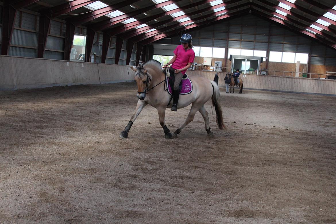 Fjordhest Sif (pony) ¤my soulmate¤ billede 3