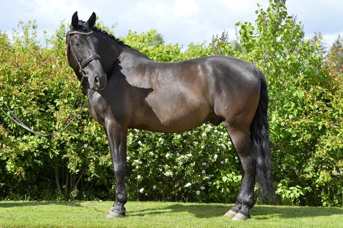 Lusitano Macho De José [Himmelhest] billede 8