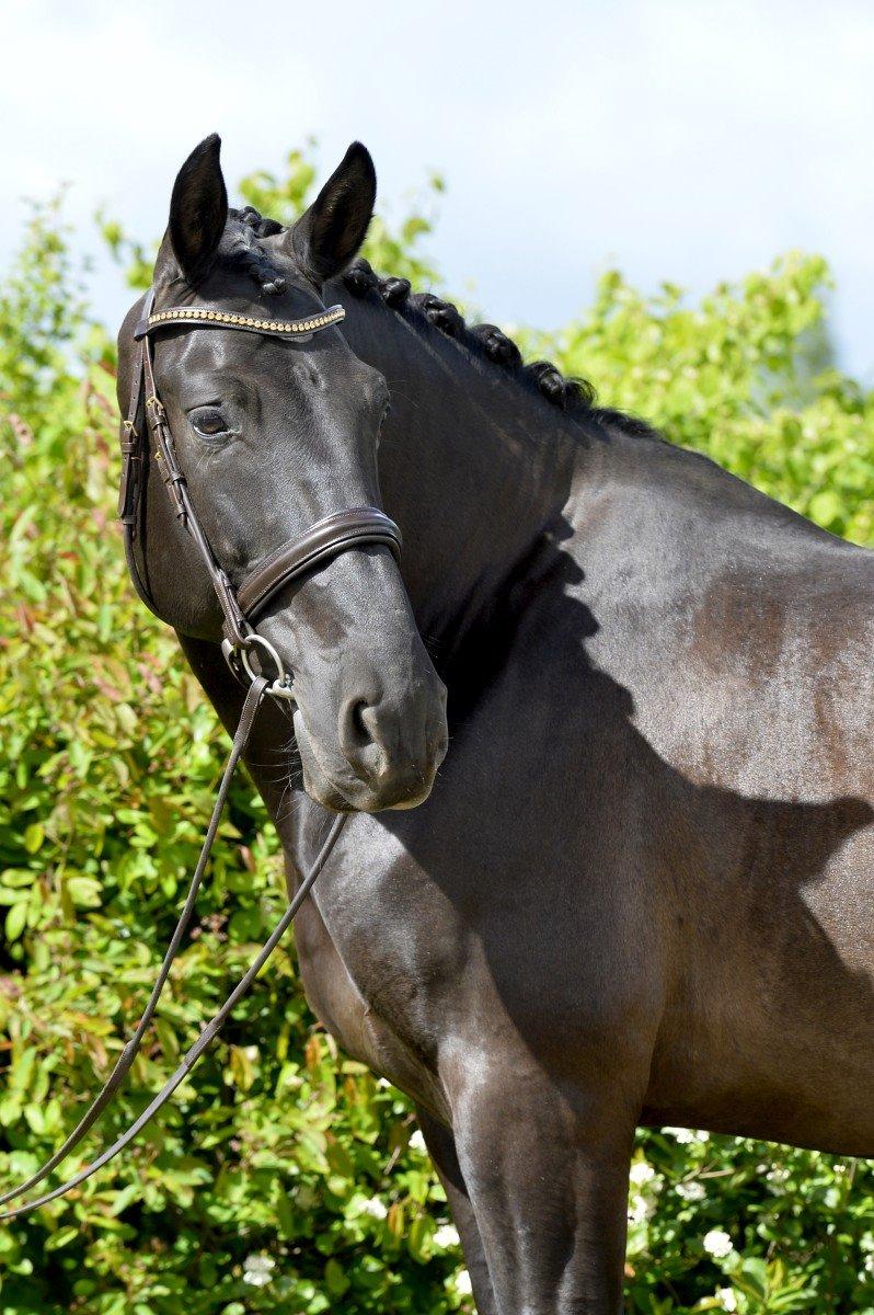 Lusitano Macho De José [Himmelhest] billede 35