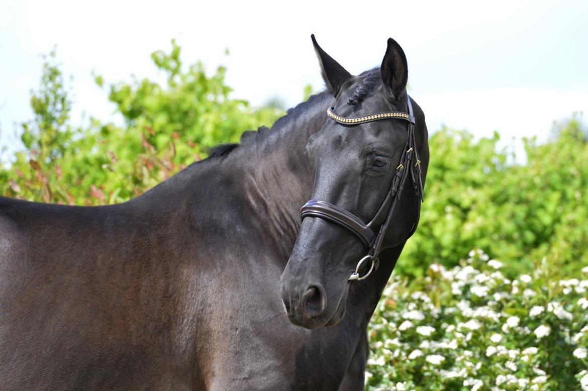 Lusitano Macho De José [Himmelhest] billede 1