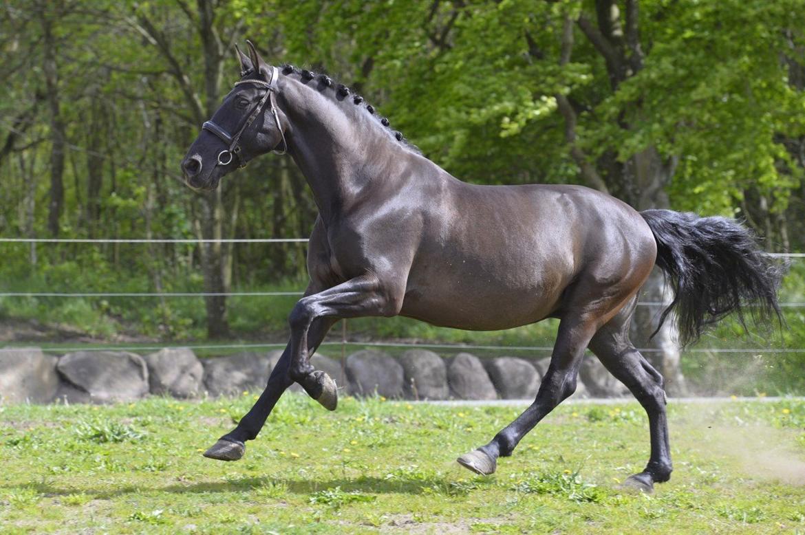 Lusitano Macho De José [Himmelhest] billede 21