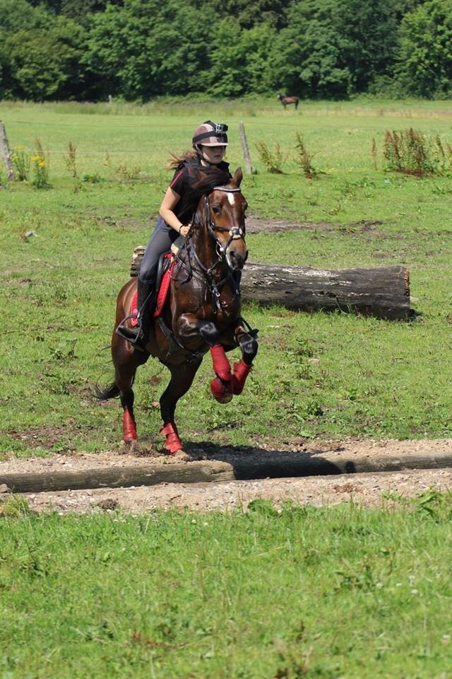 Irsk Sportspony Bessbrook Clover *A-pony* billede 8