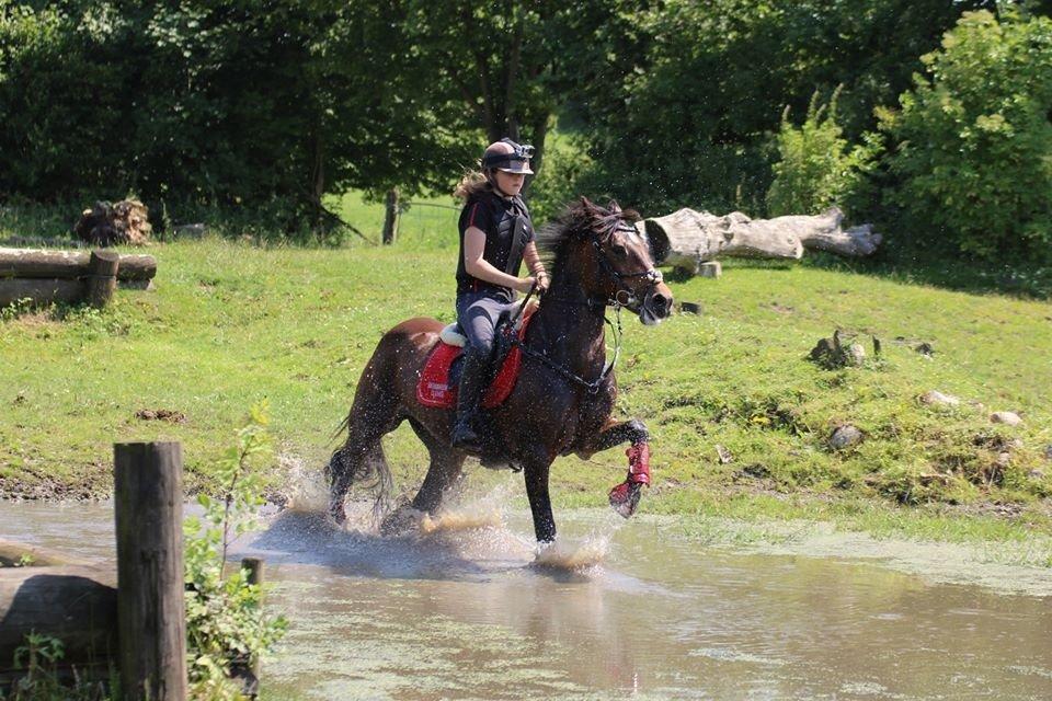 Irsk Sportspony Bessbrook Clover *A-pony* billede 10