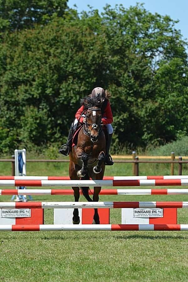 Irsk Sportspony Bessbrook Clover *A-pony* billede 17