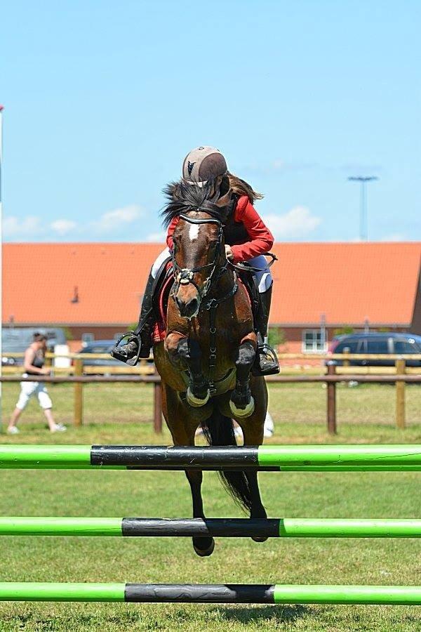 Irsk Sportspony Bessbrook Clover *A-pony* billede 4