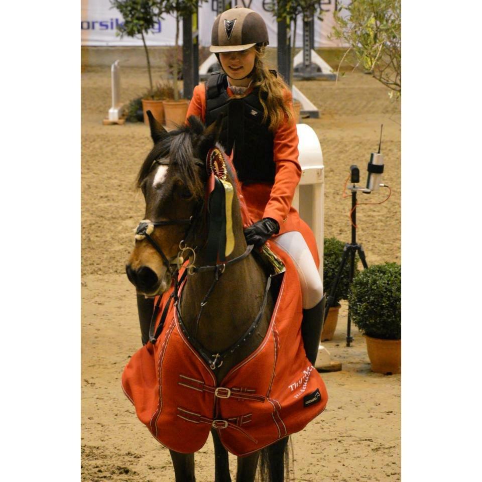 Irsk Sportspony Bessbrook Clover *A-pony* - 2014 billede 11