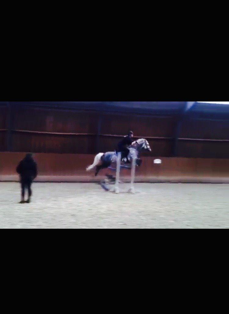 Tysk Sportspony Rebel - 105 cm, undksyld kvaliteten <3 billede 22