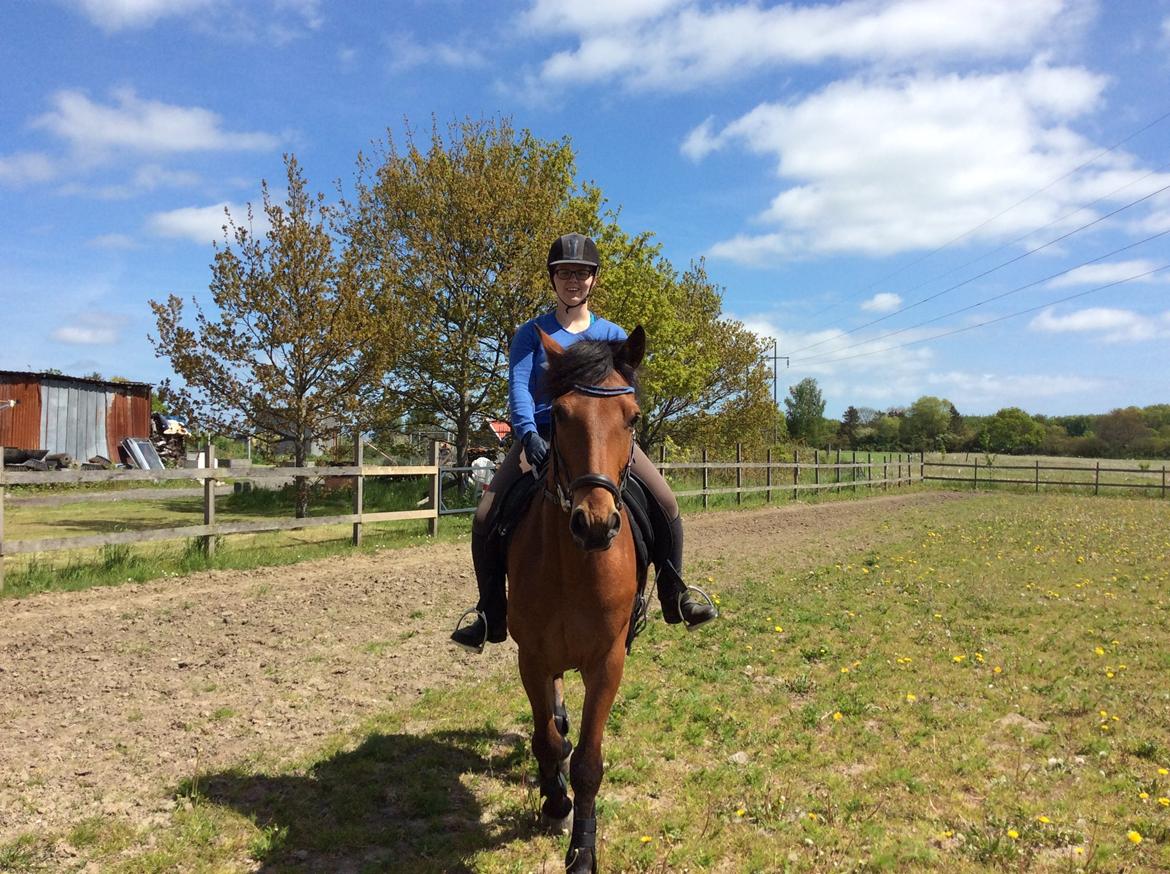 Connemara Drumcong Chucky billede 8