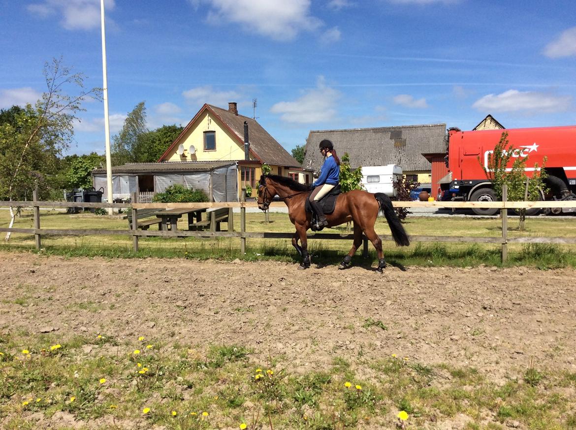 Connemara Drumcong Chucky billede 9