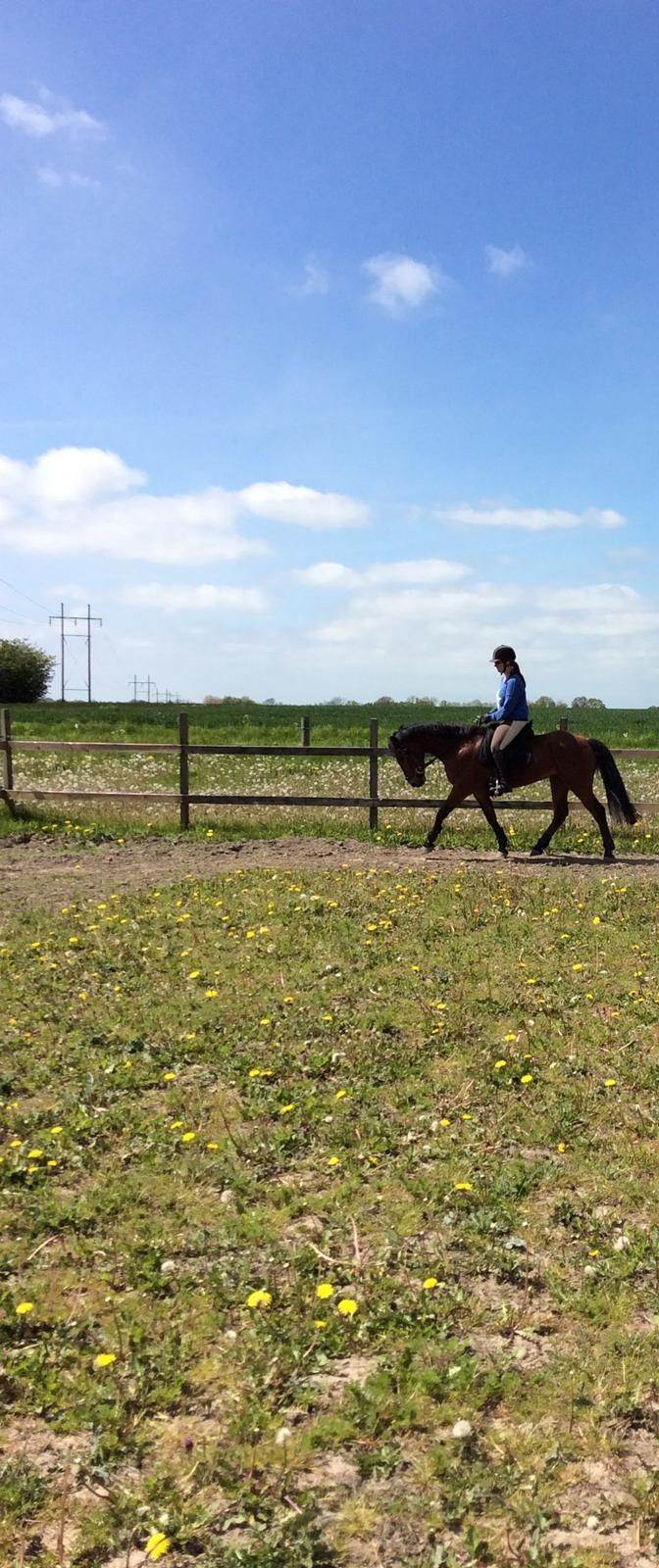 Connemara Drumcong Chucky billede 10