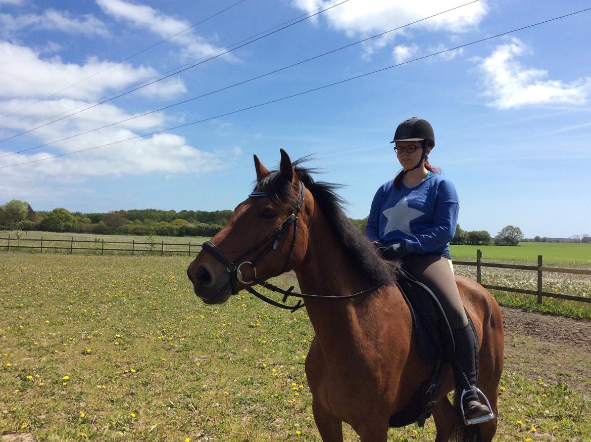 Connemara Drumcong Chucky billede 11