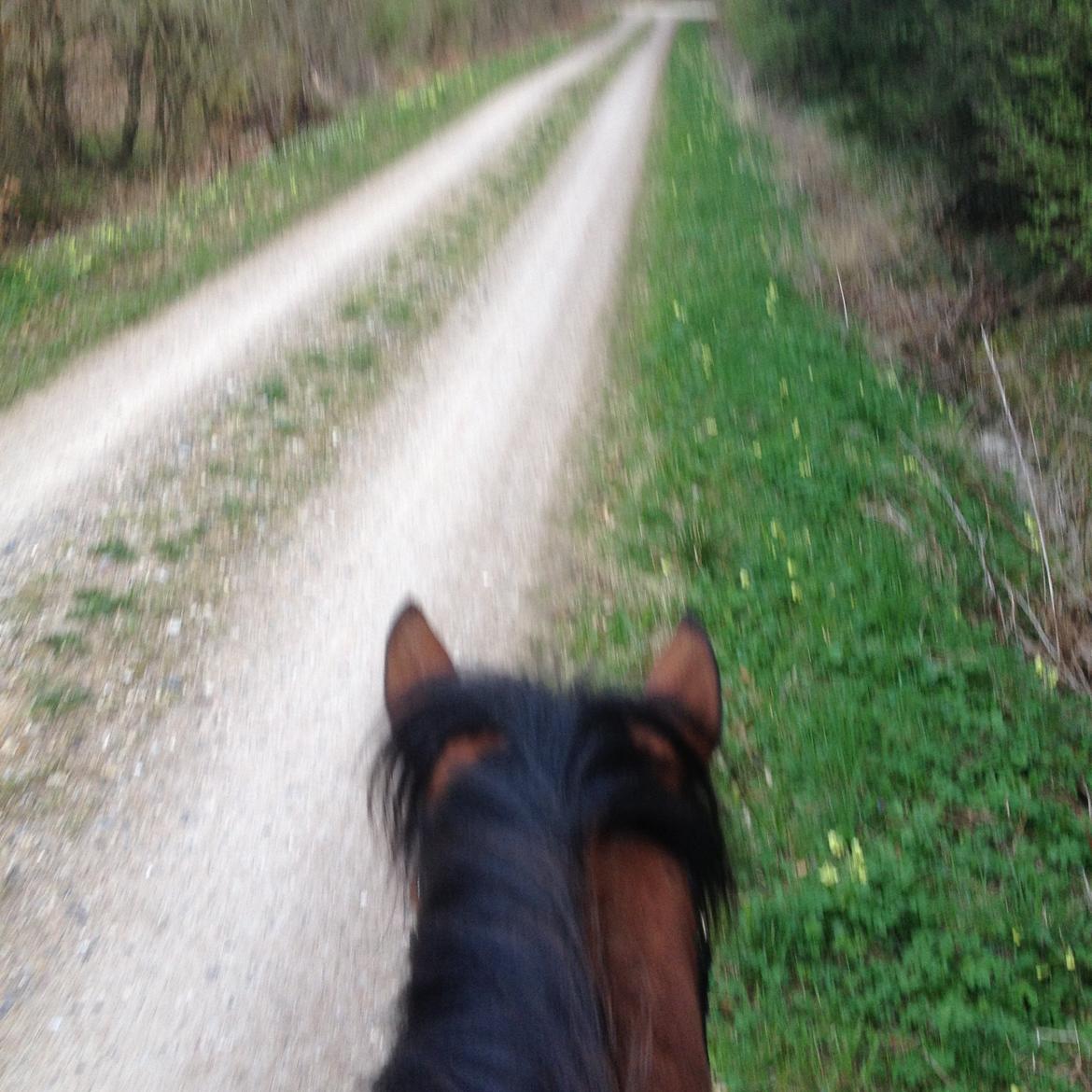 Connemara Drumcong Chucky billede 12