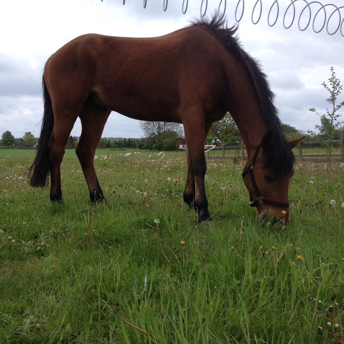 Connemara Drumcong Chucky billede 13