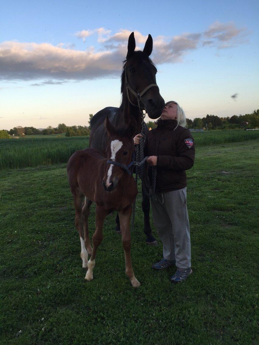 Traver Mybony Hackstable (Mille) solgt <3 billede 19