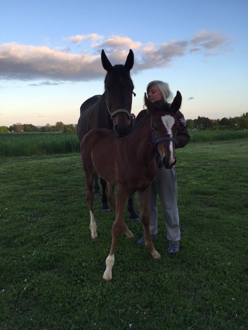 Traver Mybony Hackstable (Mille) solgt <3 billede 18