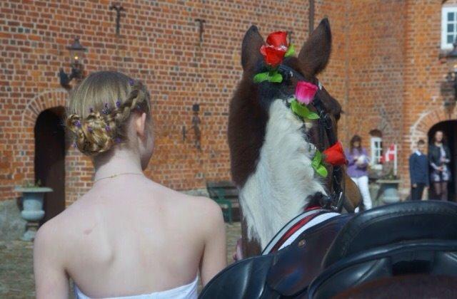 Pinto Findus (Chester) - Fra min konfirmation. billede 6