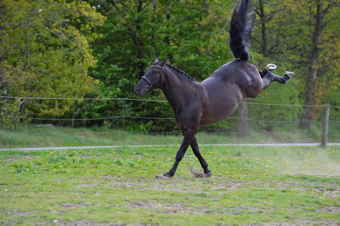 Lusitano Macho De José billede 20