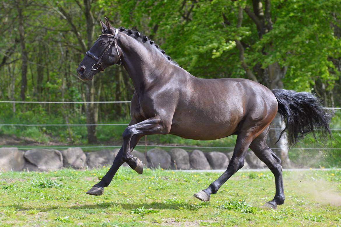 Lusitano Macho De José billede 15