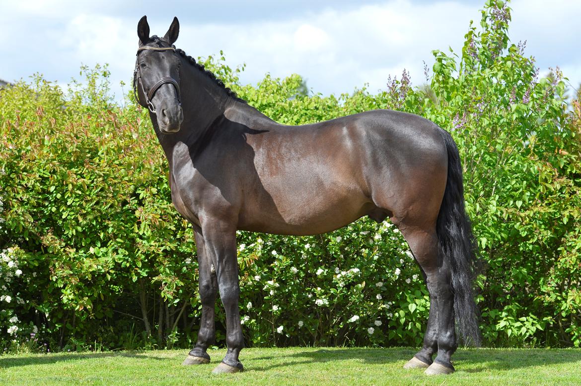 Lusitano Macho De José billede 11