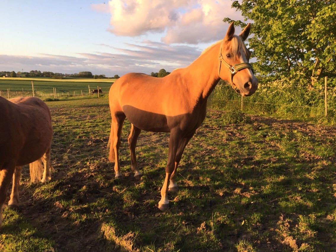 Palomino Ia starlight mist solgt billede 15