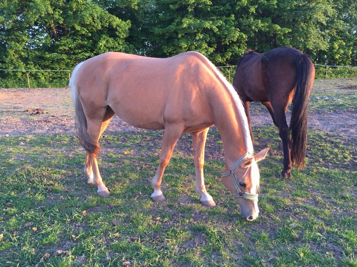 Palomino Ia starlight mist solgt billede 14