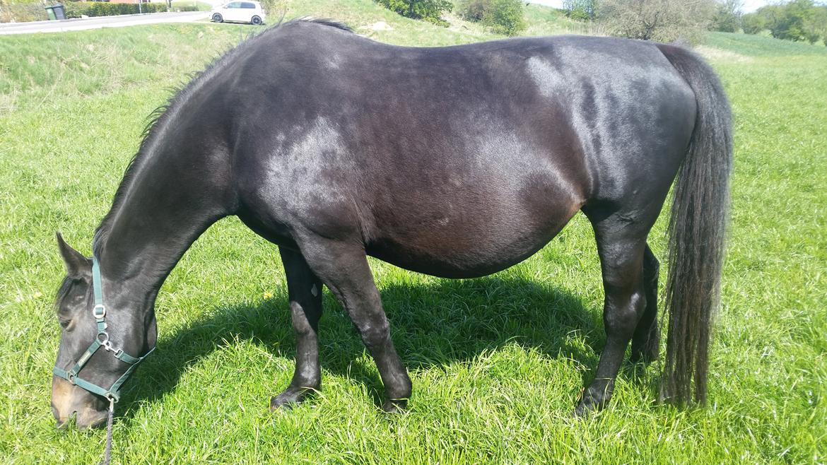 Oldenborg Mercedes - Mercedes et par dage inden hun fik føl. Hun havde en kæmpe mave :) billede 9