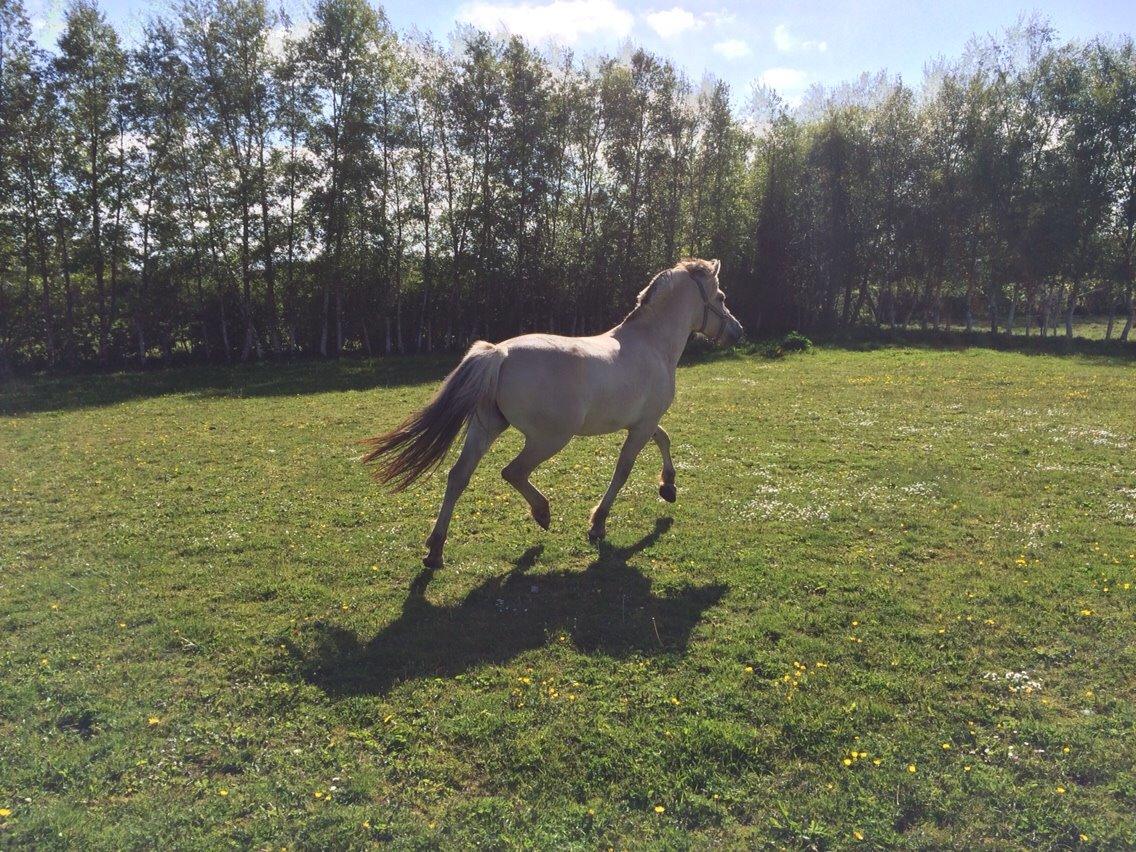 Fjordhest Munkegårdens sille billede 7