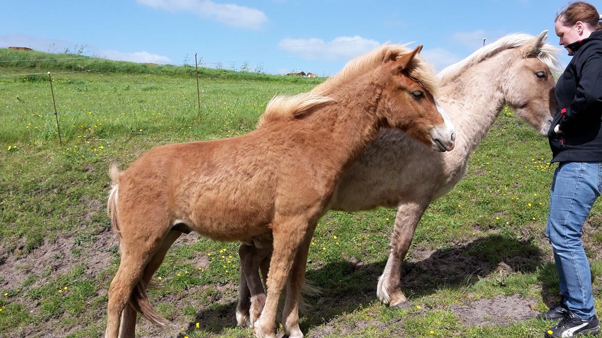 Islænder Àstríkur fra Iglsø billede 19
