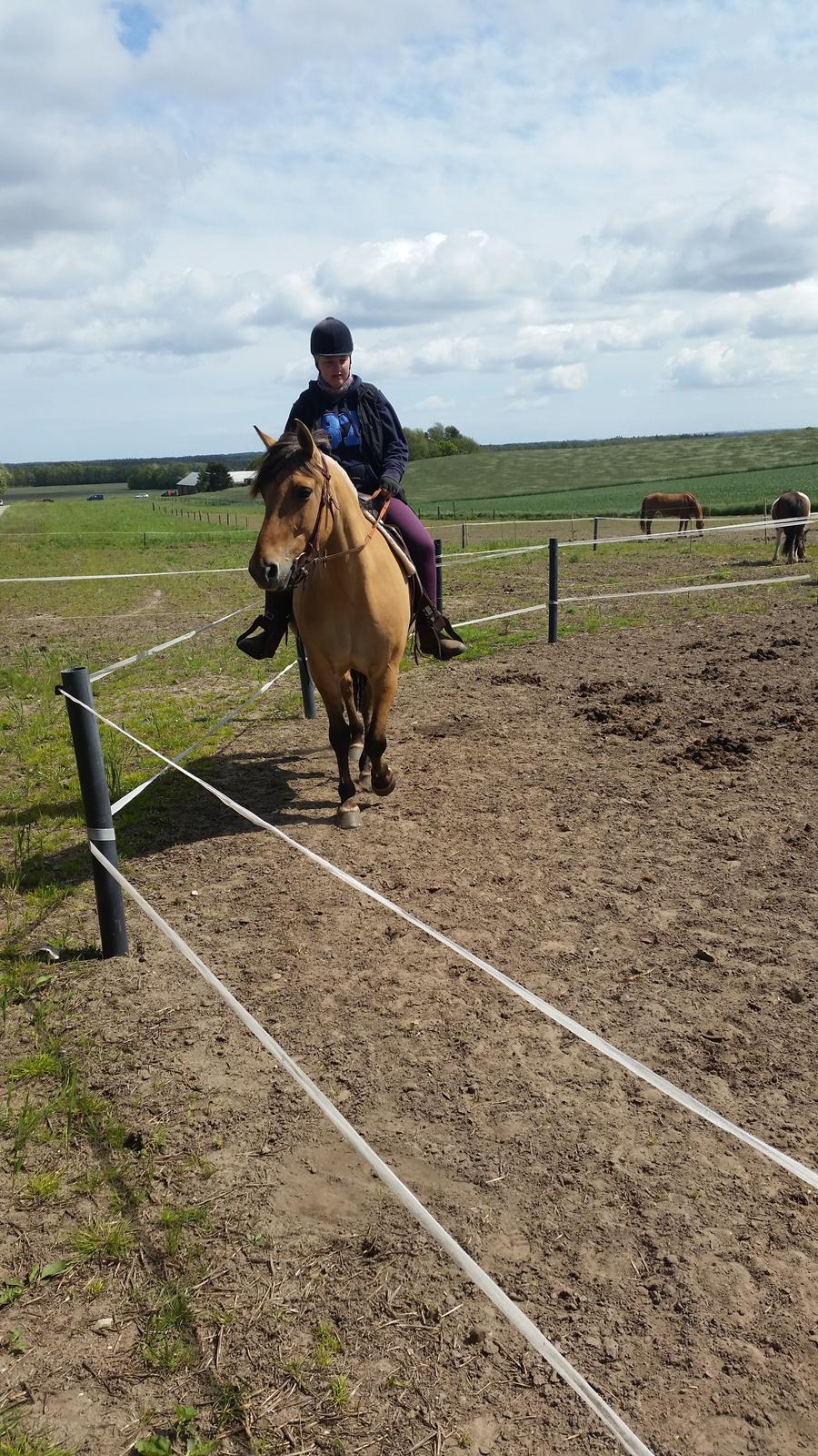 Anden særlig race Lille Kalle billede 9