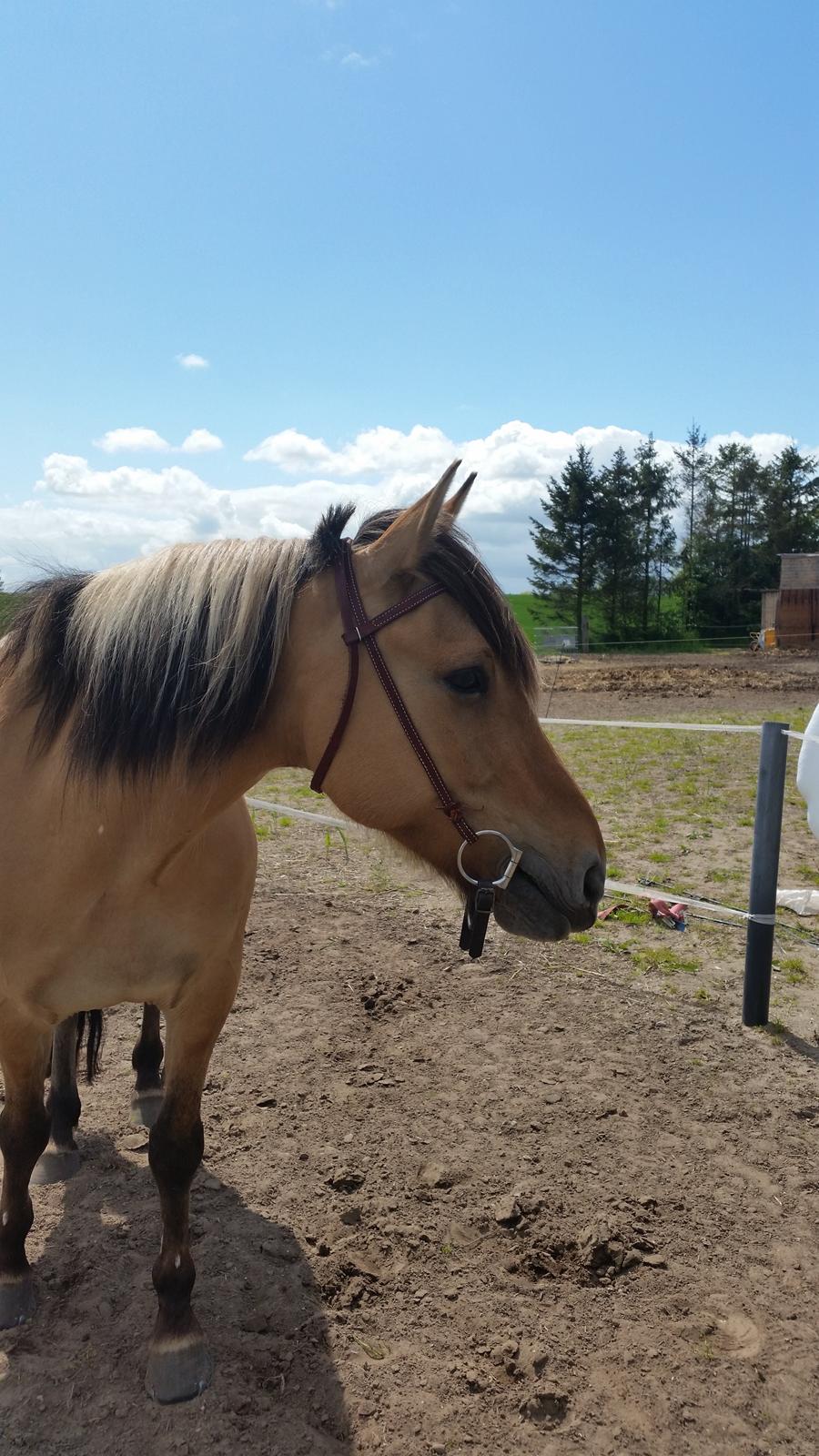 Anden særlig race Lille Kalle billede 10